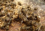 В чем польза и вред пчелиного подмора?