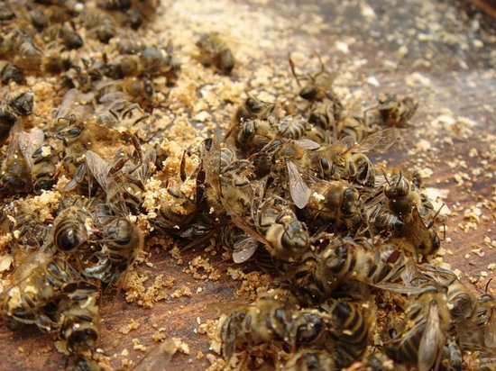 Польза пчелиного подмора