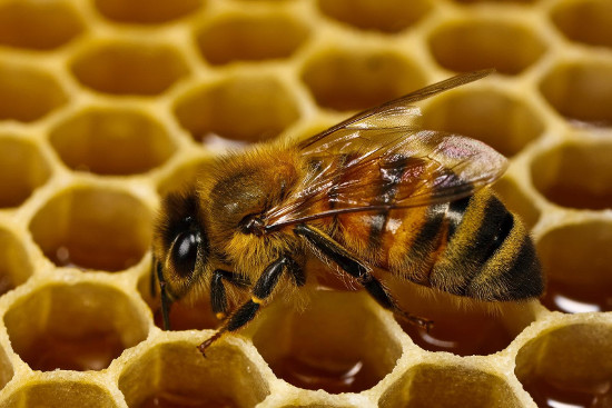 Гречишный мед – кладезь витаминов и минералов
