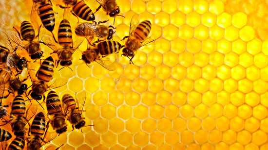 Что представляет собой мед в сотах?