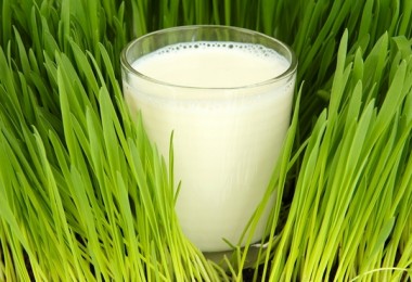 Польза козьего молока – правда или миф?
