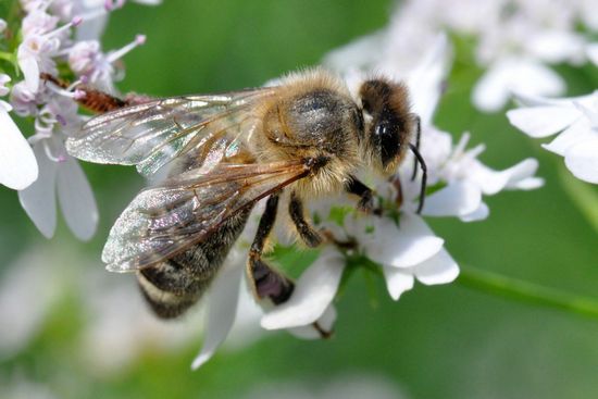 Мед из цветков кориандра: польза и вред      