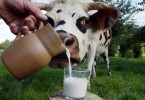 Вредно ли коровье молоко и чем ребенку, взрослым, пожилым людям?