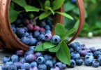 Черника: полезные свойства ягод и противопоказания