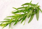 Тархун трава: полезные свойства и применение в кулинарии